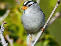 White-crowned Sparrow_J4X8454