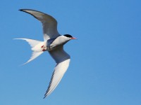 Arctic Tern _M2A0123