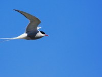 Arctic Tern _M2A0186