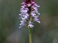 Burnt-tip Orchid_M2A0026