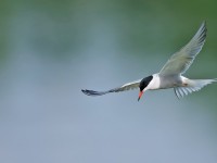 Common Tern _J4X3313