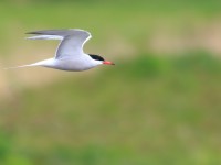 Common Tern _M2A8087