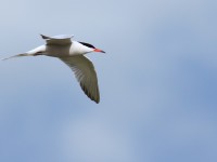 Common Tern _M2A8102