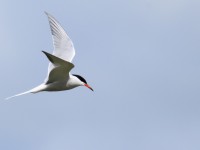 Common Tern _M2A8106