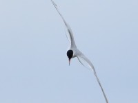 Common Tern _M2A9108
