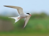 Common Tern_M2A9067