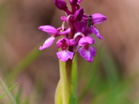 Early Purple Orchid _M2A7791