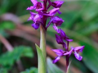 Early Purple Orchid _M2A7906