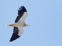 Egyptian Vulture_M2A4793