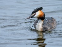 Great Crested Grebe _J4X6458