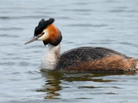 Great Crested Grebe _J4X6473