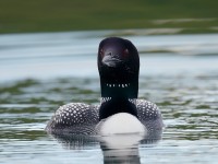 Great Northern Diver _J4X0159