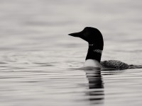 Great Northern Diver _J4X0215
