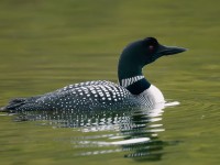 Great Northern Diver _J4X0342
