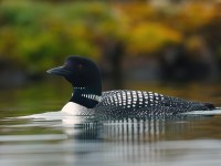 Great Northern Diver _J4X0391