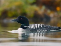 Great Northern Diver _J4X0404