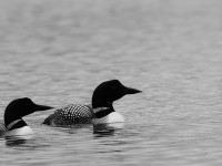 Great Northern Diver _J4X0555