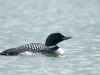 Great Northern Diver _J4X0885