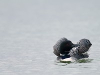 Great Northern Diver _J4X0892