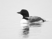 Great Northern Diver _J4X0919