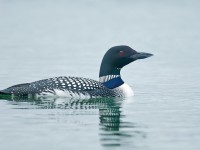 Great Northern Diver _J4X0963