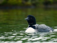 Great Northern Diver_J4X0001