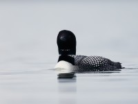 Great Northern Diver_J4X0379