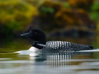 Great Northern Diver_J4X0401