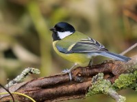 Great Tit Low Res _M2A1126
