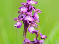 Green-winged Orchid _M2A7563
