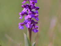 Green-winged Orchid _M2A7613