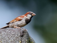 House Sparrow male _J4X3413