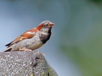 House Sparrow male _J4X3415