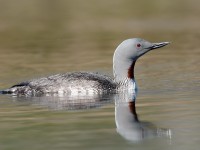 Red-throated Diver _J4X8063