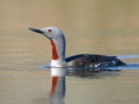 Red-throated Diver _J4X8075
