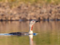 Red-throated Diver _J4X8588