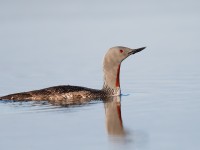Red-throated Diver_J4X8634