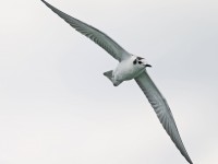 White-winged Black Tern 1 _J4X3564