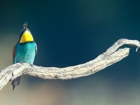 Bee-eater _J4X0285