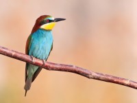 Bee-eater _M2A9017