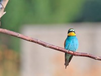 Bee-eater _M2A9024 copy