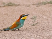 Bee-eater _M2A9464