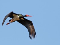 Black Stork _M2A7893