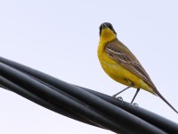 Black-headed Wagtail _M2A9538 copy