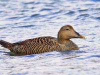 Eider Duck female _M2A5330