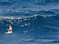 Fork-tailed Petrel _J4X2898