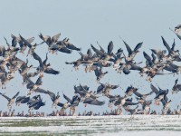 European White-fronted Geese