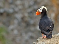 Tufted Puffin _M2A7572 copy
