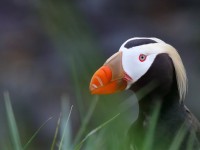 Tufted Puffin _M2A7624