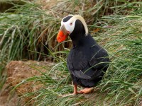 Tufted Puffin _M2A7747 copy